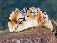 Two Nudibranchs Mating with an orange scrimp on their backs Papua New Guinea